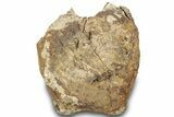Hadrosaur (Edmontosaurus) Vertebra Centrum - Montana #316917-3